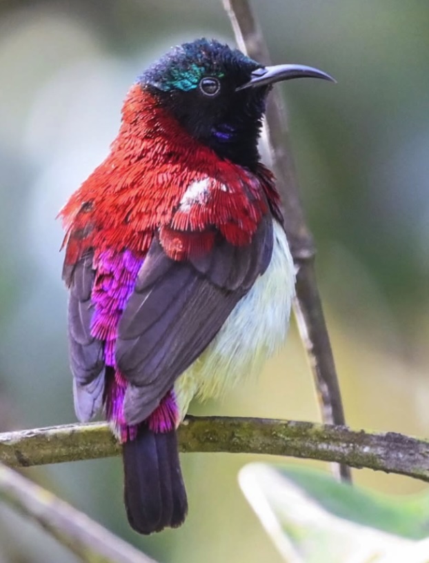 Nilgiri Sunbird